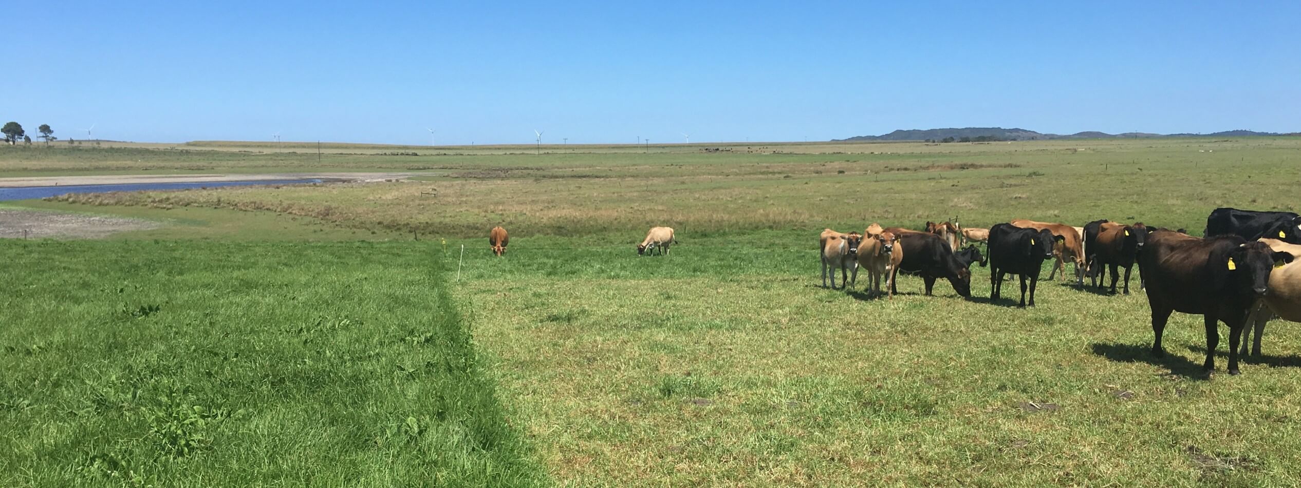 Grazing management