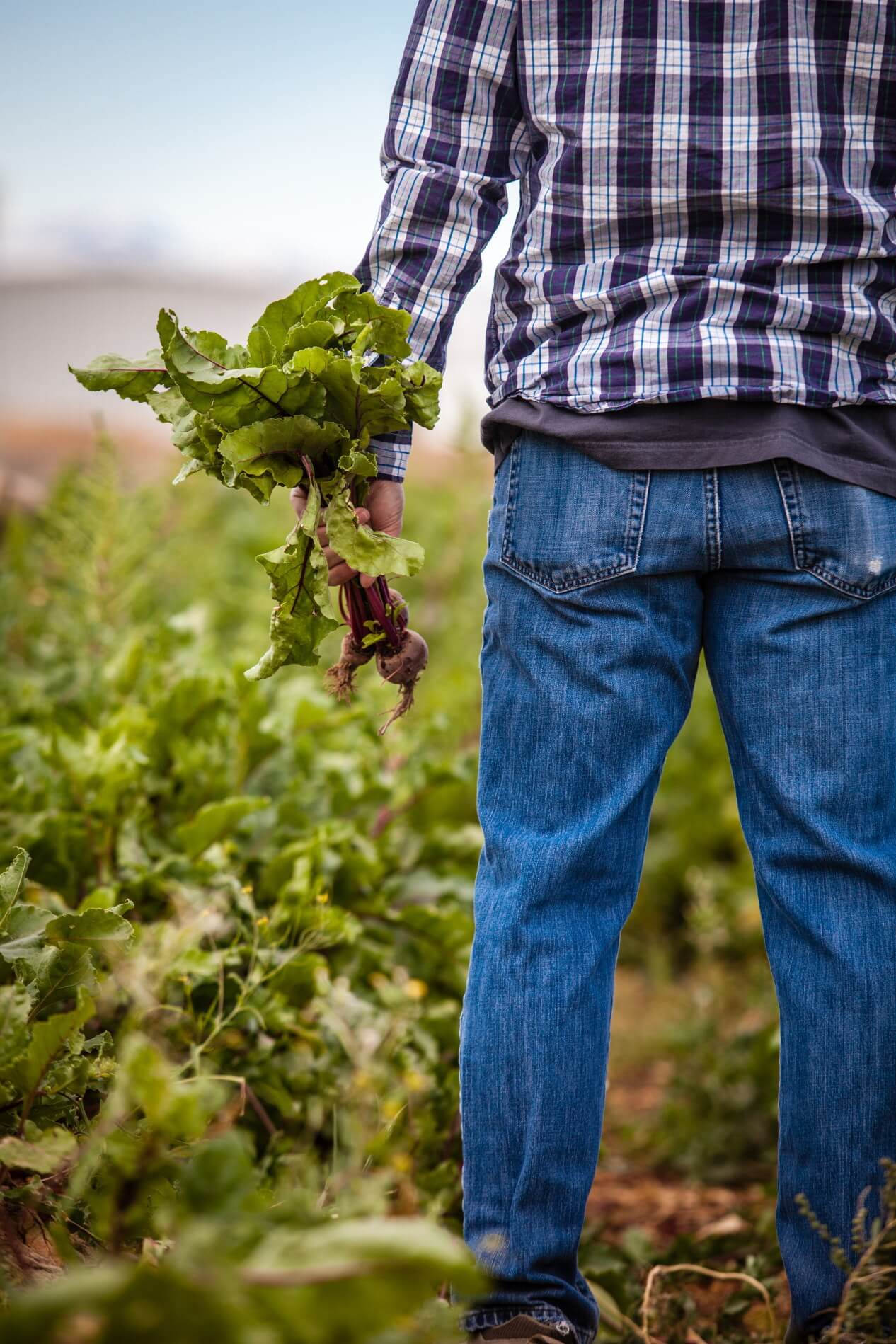 Farmer in field