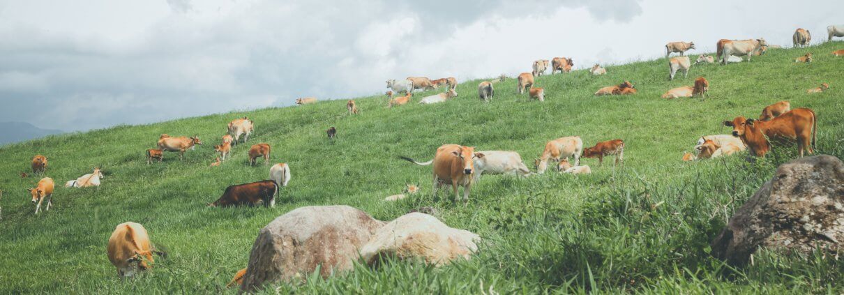 Cattle grazing in field