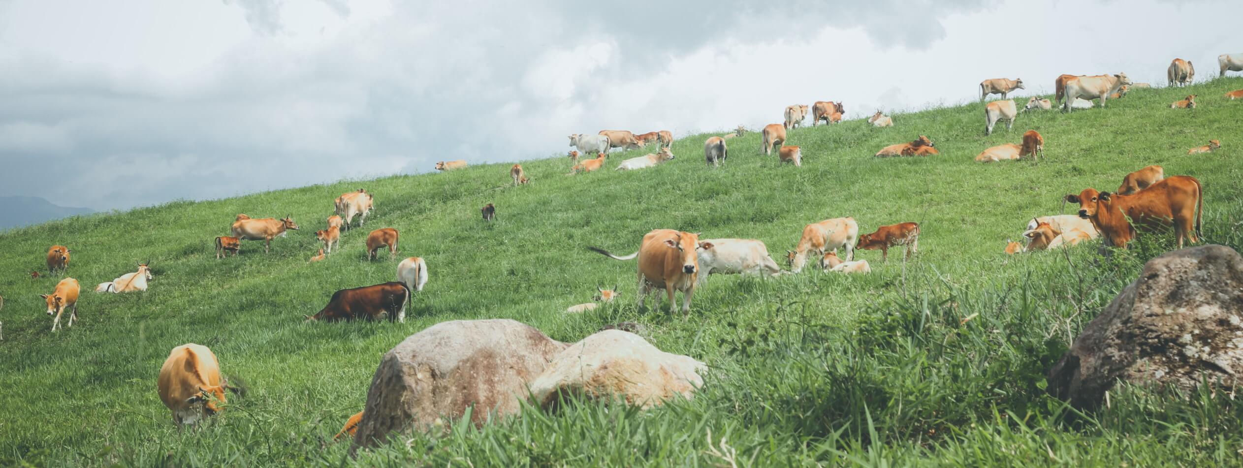 Cattle grazing in field