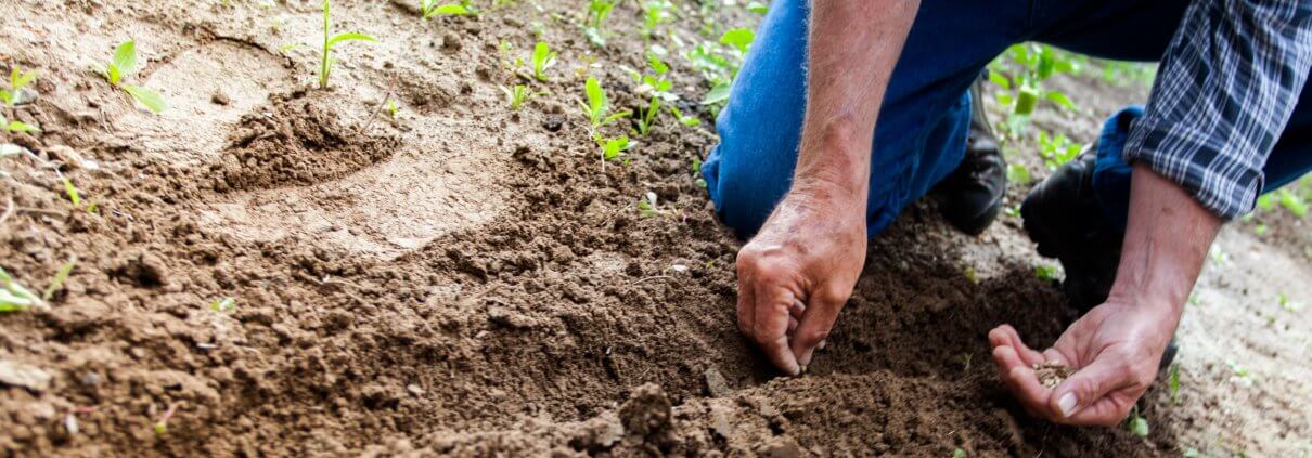 Man planting plant