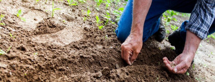 Man planting plant