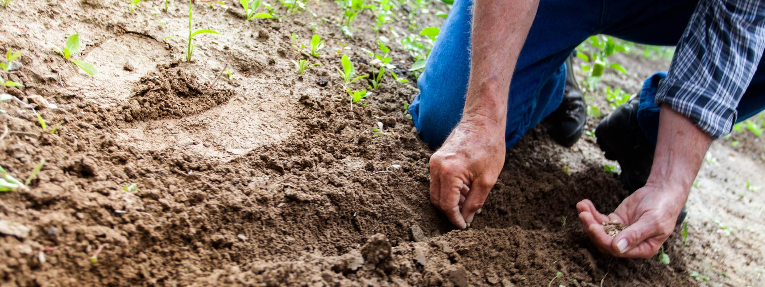 Man planting plant