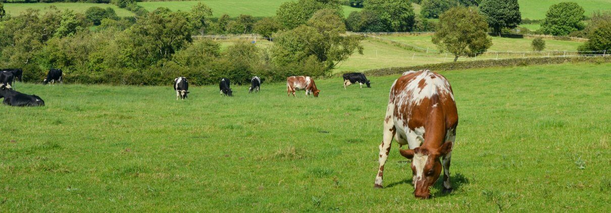 Dairy cows