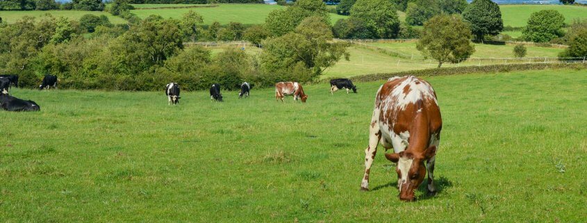 Dairy cows