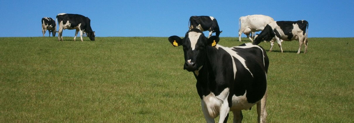 Dairy cows in field