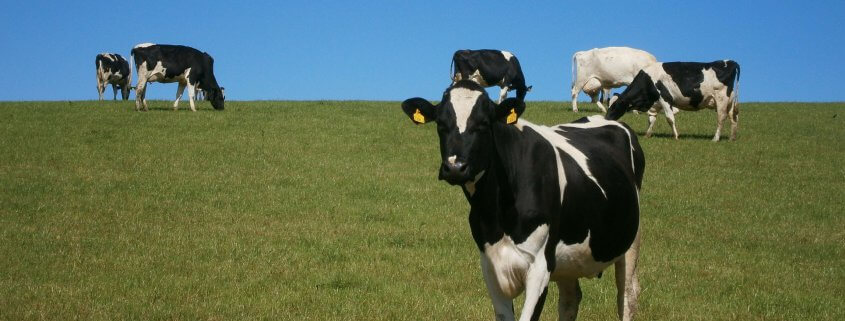 Dairy cows in field