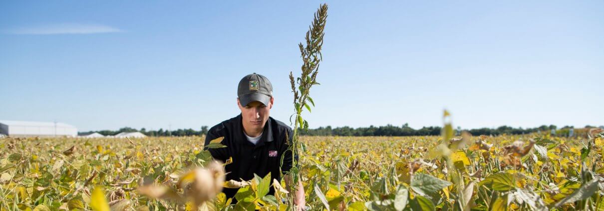 Inspecting weeds in field Flickr United Soybean Board