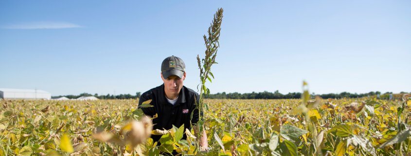 Inspecting weeds in field Flickr United Soybean Board