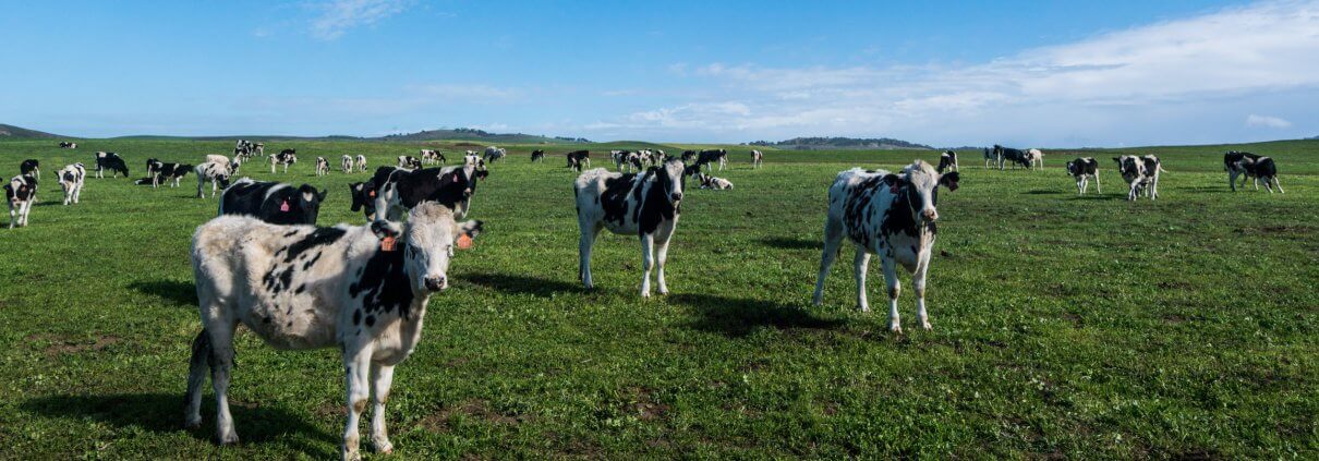 Cows in field