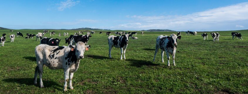 Cows in field