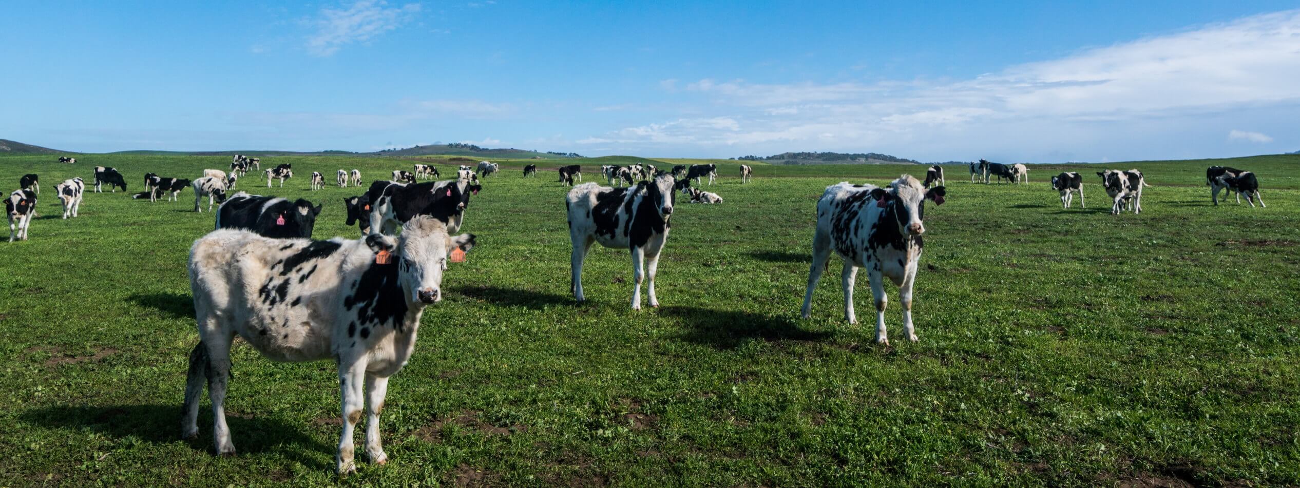 Cows in field