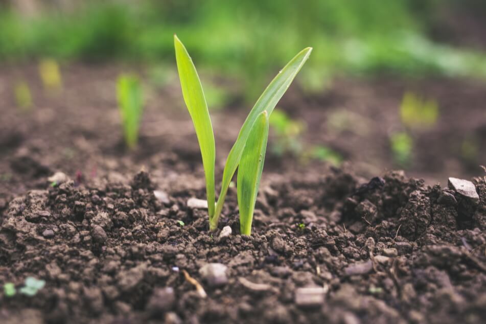 Plant in soil