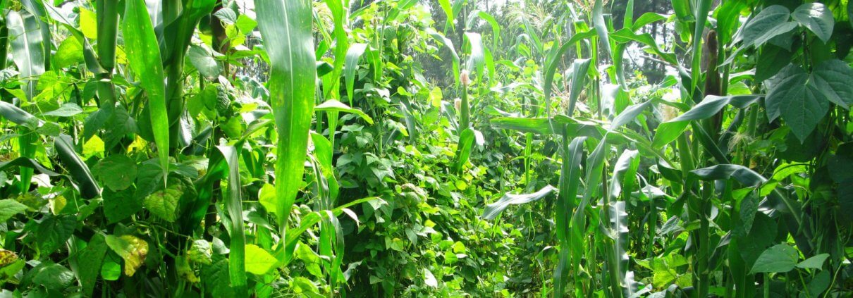 Intercropping maize and beans