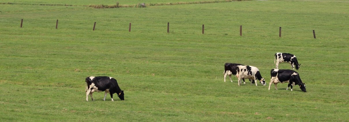 Cattle grazing