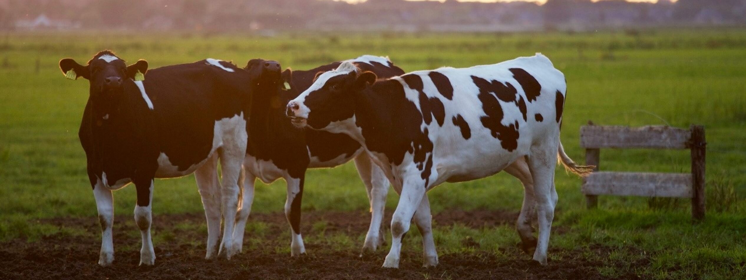 cows in pasture