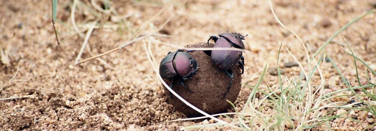 Dung beetles