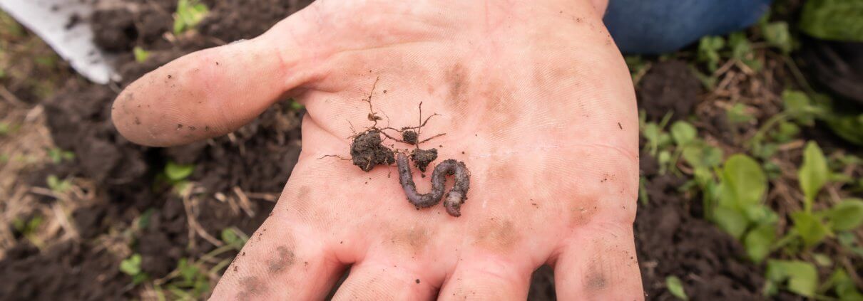 Earthworm on hand