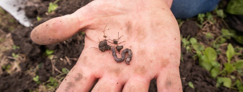 Earthworm on hand