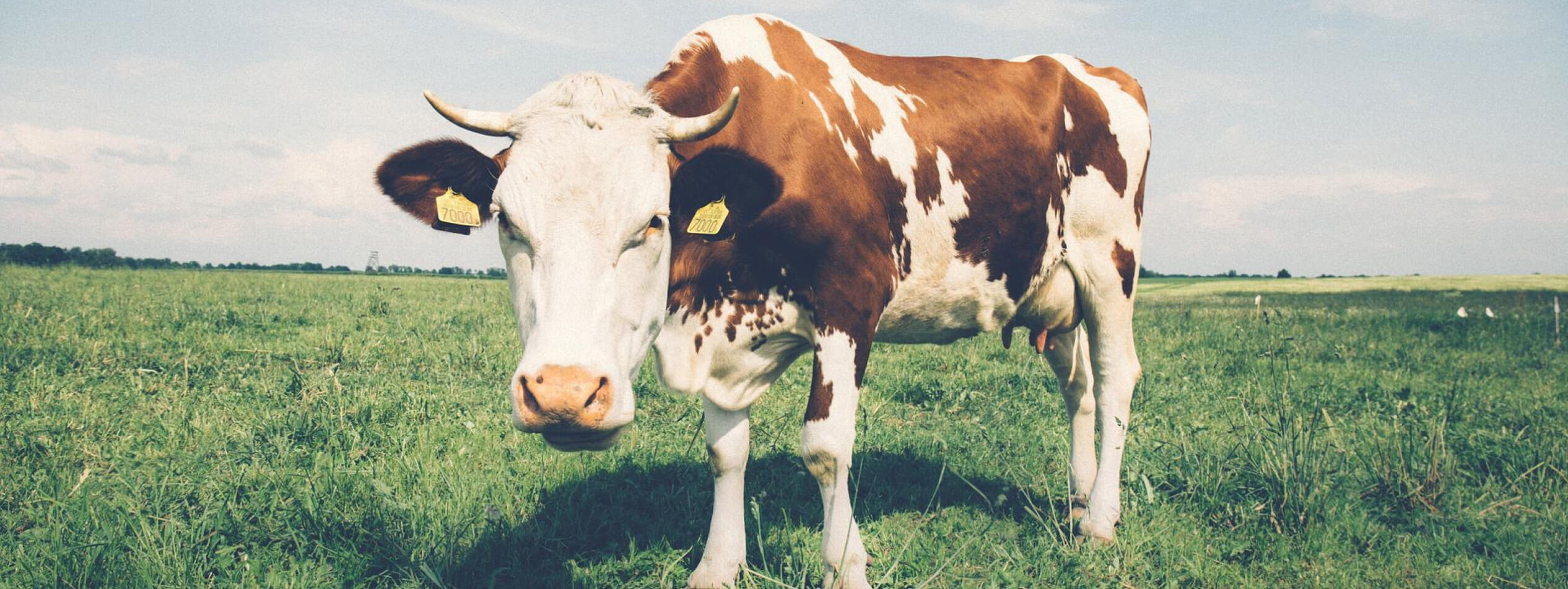 Cow in pasture