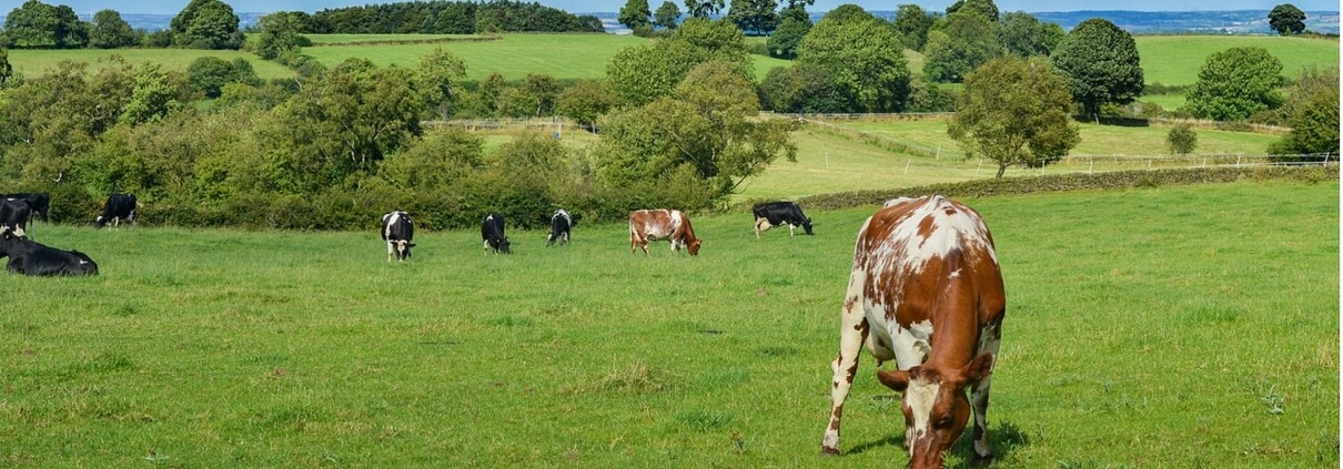 Cows grazing in field