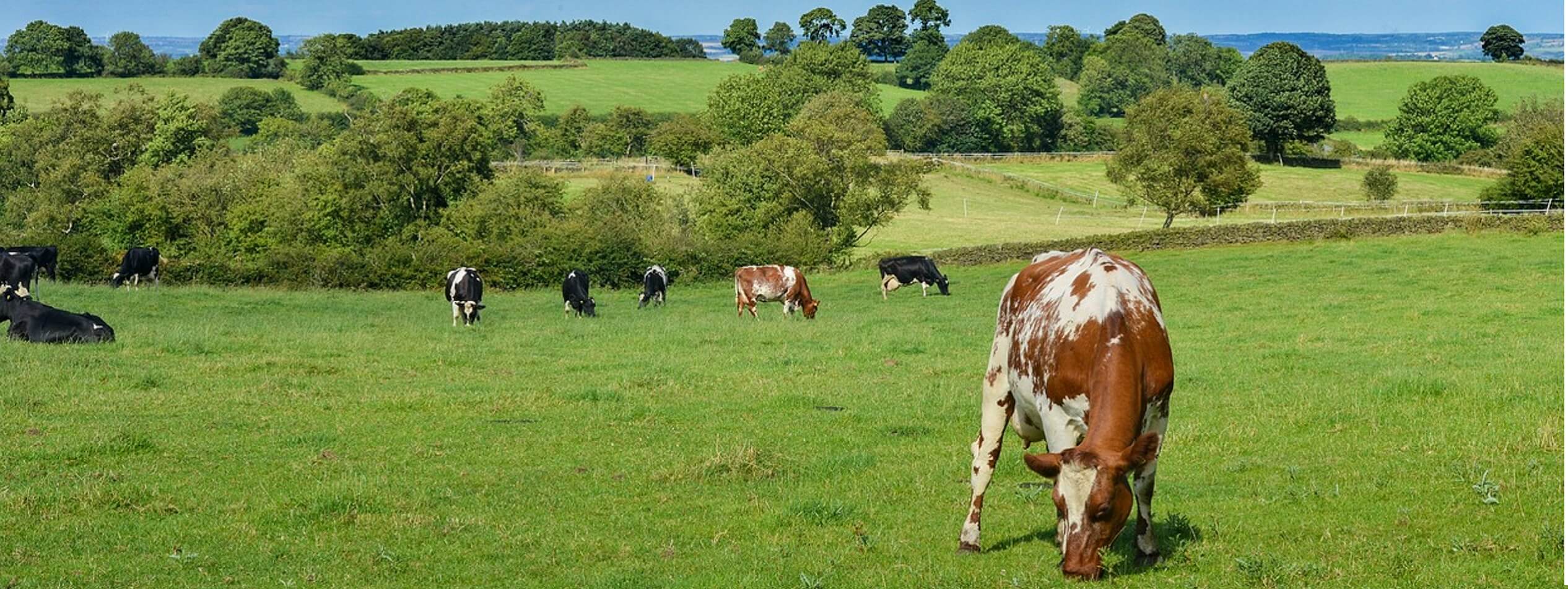 Cows grazing in field